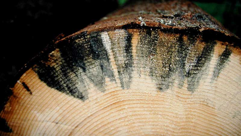 древесный грибок